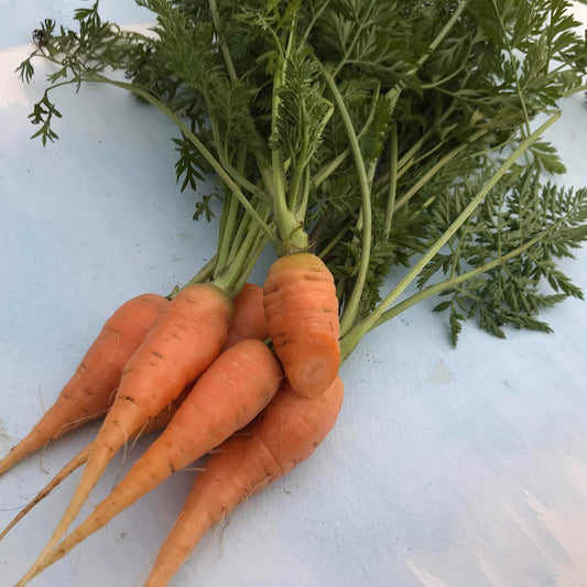 Red-Cored Chantenay Carrot vendor-unknown