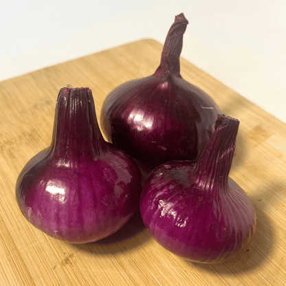 Red Geneva Cipollini Onion Seedling