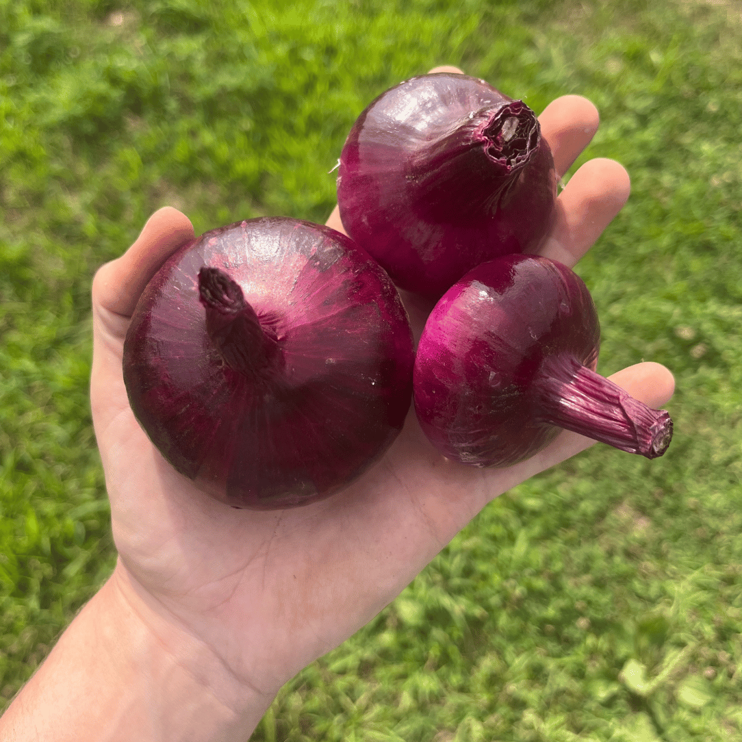 Red Geneva Cipollini Onion Seedling