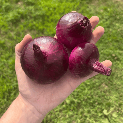 Red Geneva Cipollini Onion Seedling