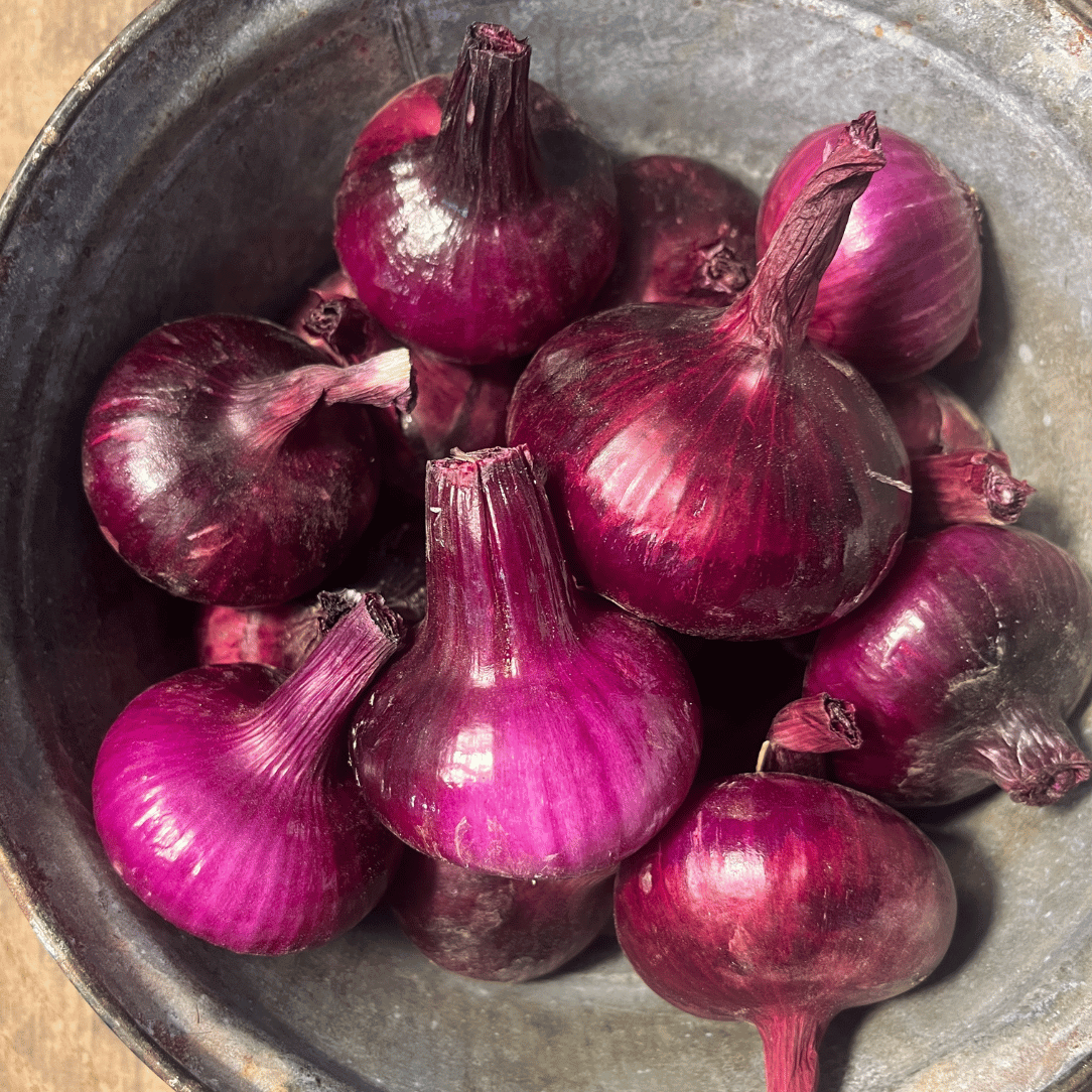 Red Geneva Cipollini Onion Seedling