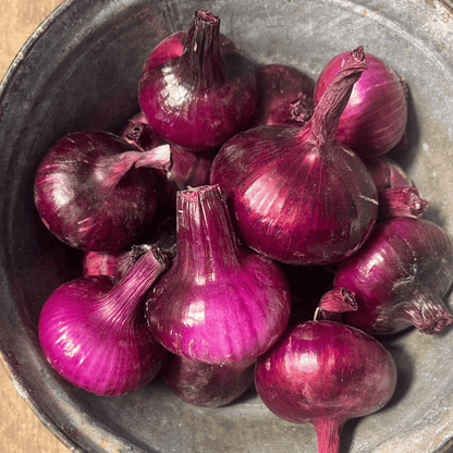 Red Geneva Cipollini Onion Seedling