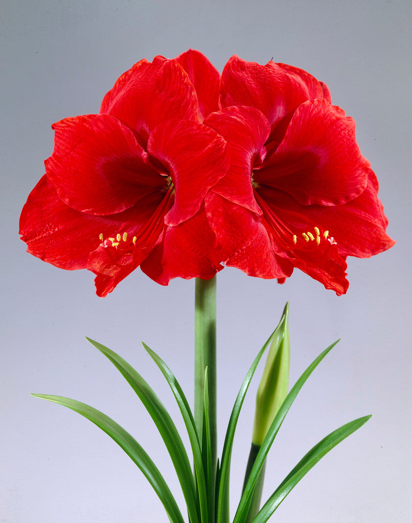 Dutch Amaryllis 'Red Lion'