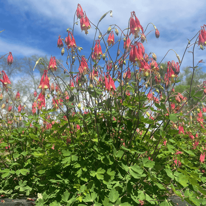 Wild Columbine - PollinateHV Local Ecotype Seedling
