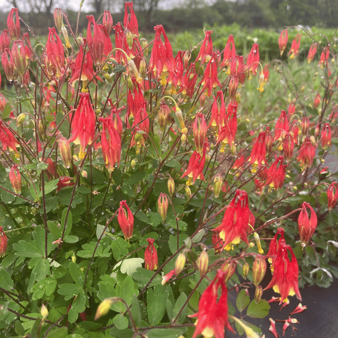 Wild Columbine - PollinateHV Local Ecotype Seedling