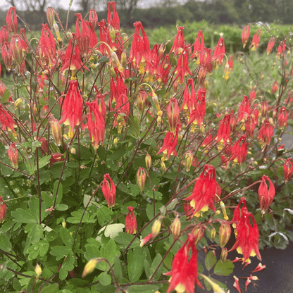 Wild Columbine - PollinateHV Local Ecotype Seedling