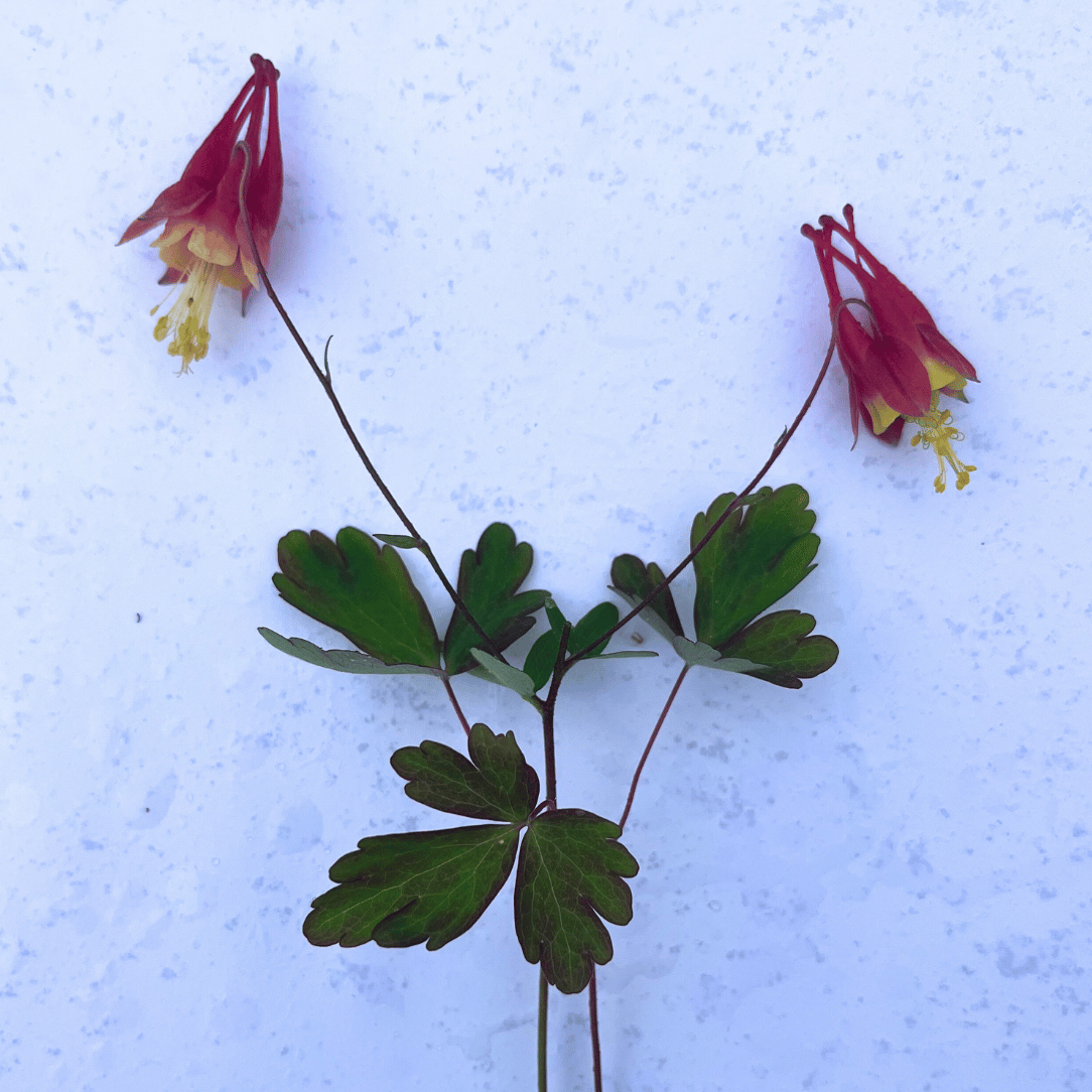 Wild Columbine - PollinateHV Local Ecotype Seedling