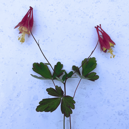 Wild Columbine - PollinateHV Local Ecotype Seedling