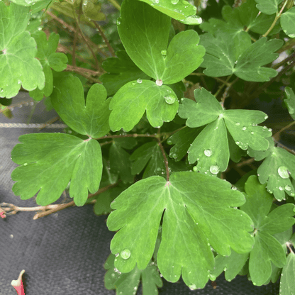 Wild Columbine - PollinateHV Local Ecotype Seedling