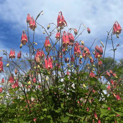 Wild Columbine - PollinateHV Local Ecotype Seedling