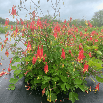 Wild Columbine - PollinateHV Local Ecotype Seedling
