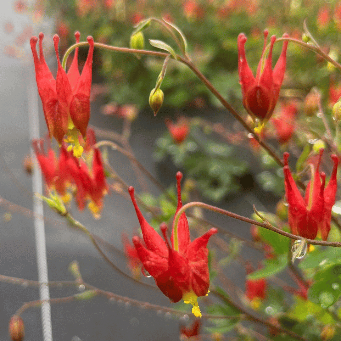 Wild Columbine - PollinateHV Local Ecotype Seedling