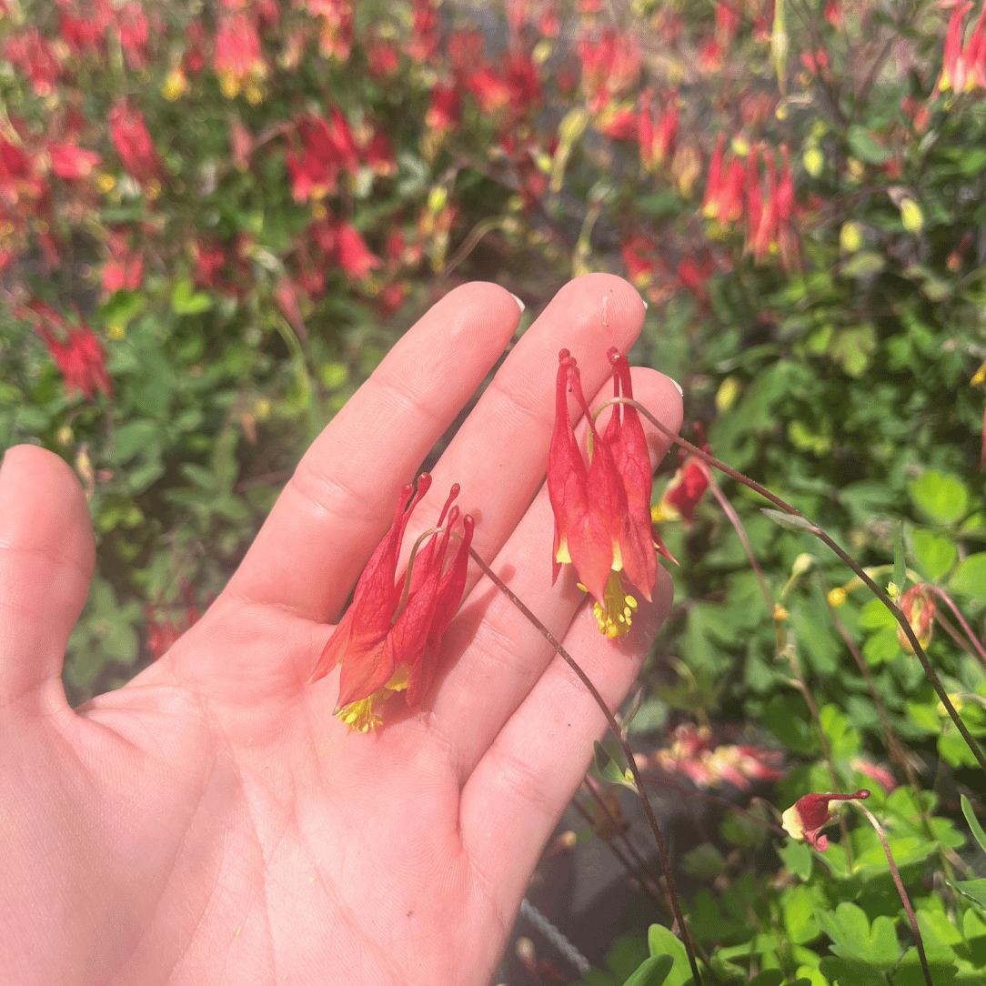 Wild Columbine - PollinateHV Local Ecotype Seedling