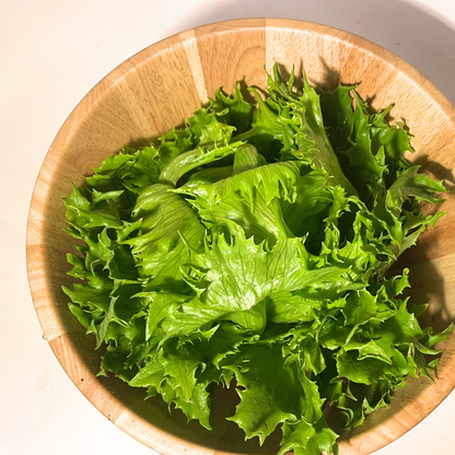 Reine Des Glaces Lettuce