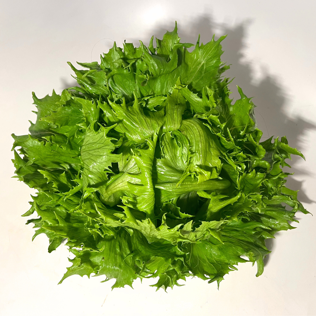 Reine Des Glaces Lettuce