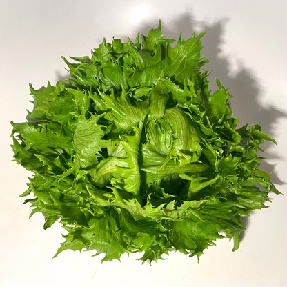 Reine Des Glaces Lettuce