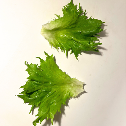 Reine Des Glaces Lettuce