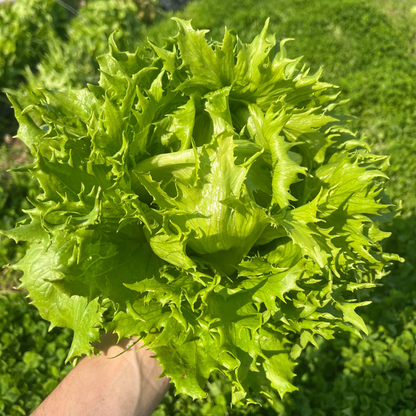 Reine Des Glaces Lettuce