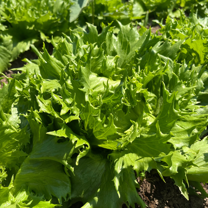 Reine Des Glaces Lettuce