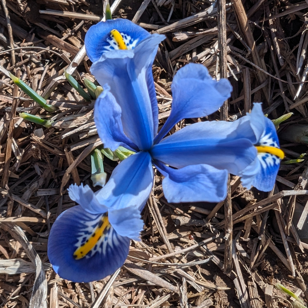 Rock Iris reticulata 'Alida'