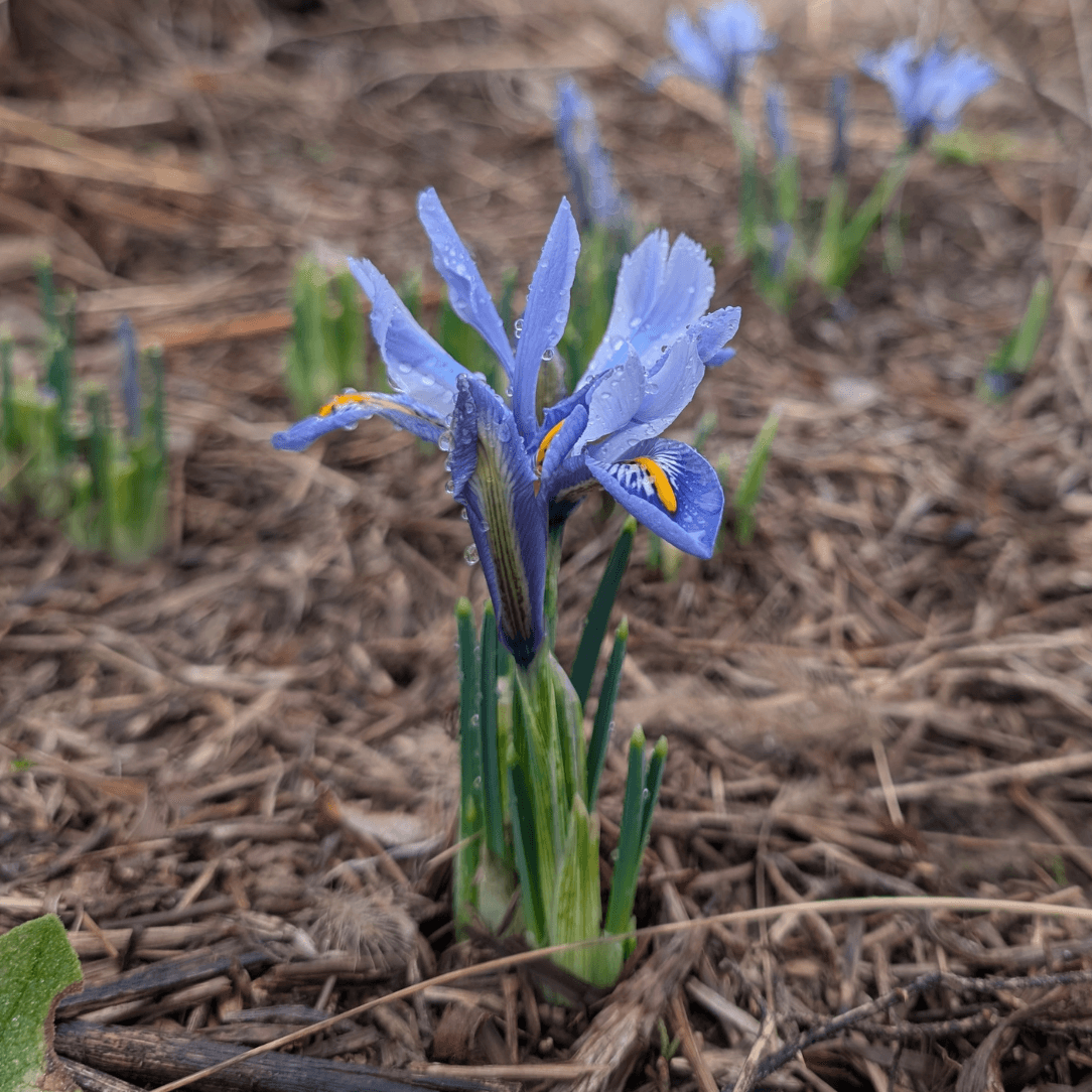 Rock Iris reticulata 'Alida'