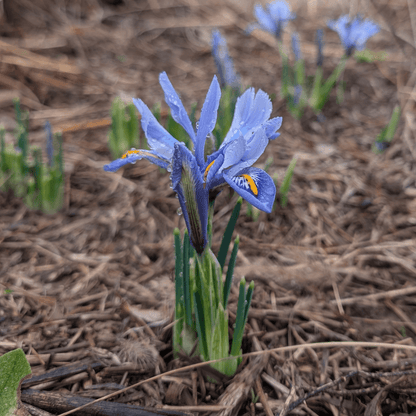Rock Iris reticulata 'Alida'