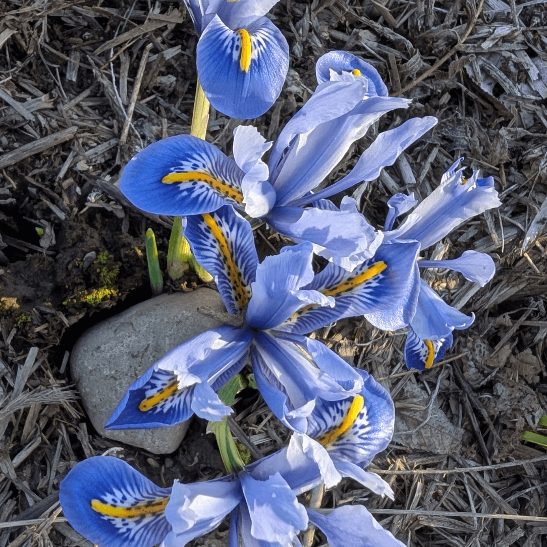 Rock Iris reticulata 'Alida'