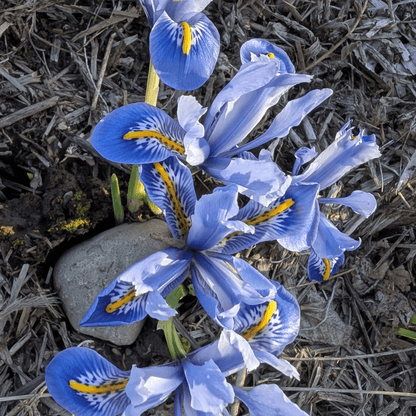 Rock Iris reticulata 'Alida'