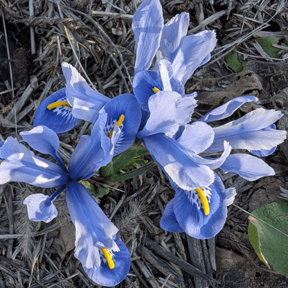 Rock Iris reticulata 'Alida'