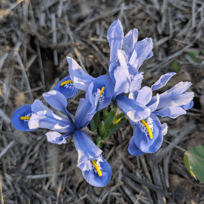 Rock Iris reticulata 'Alida'