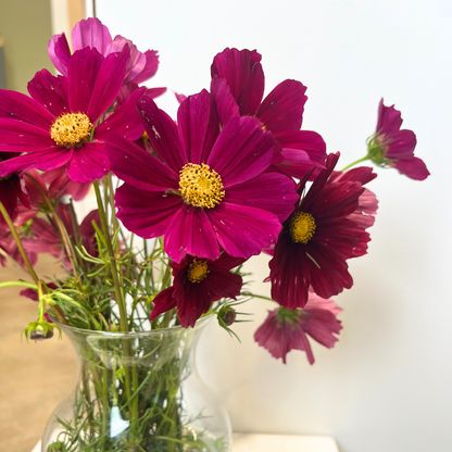 Rubenza Cosmos