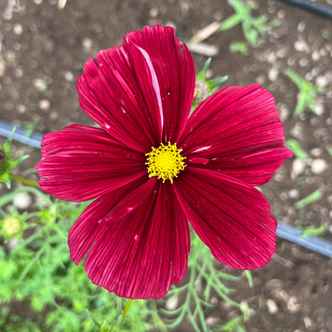 Rubenza Cosmos Seedling