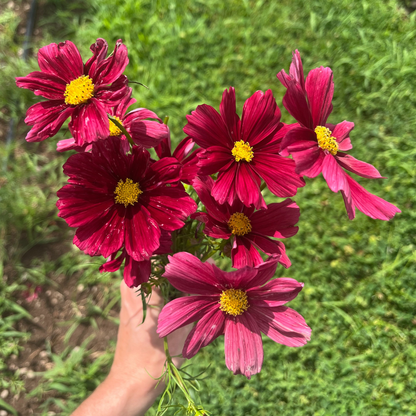 Rubenza Cosmos Seedling