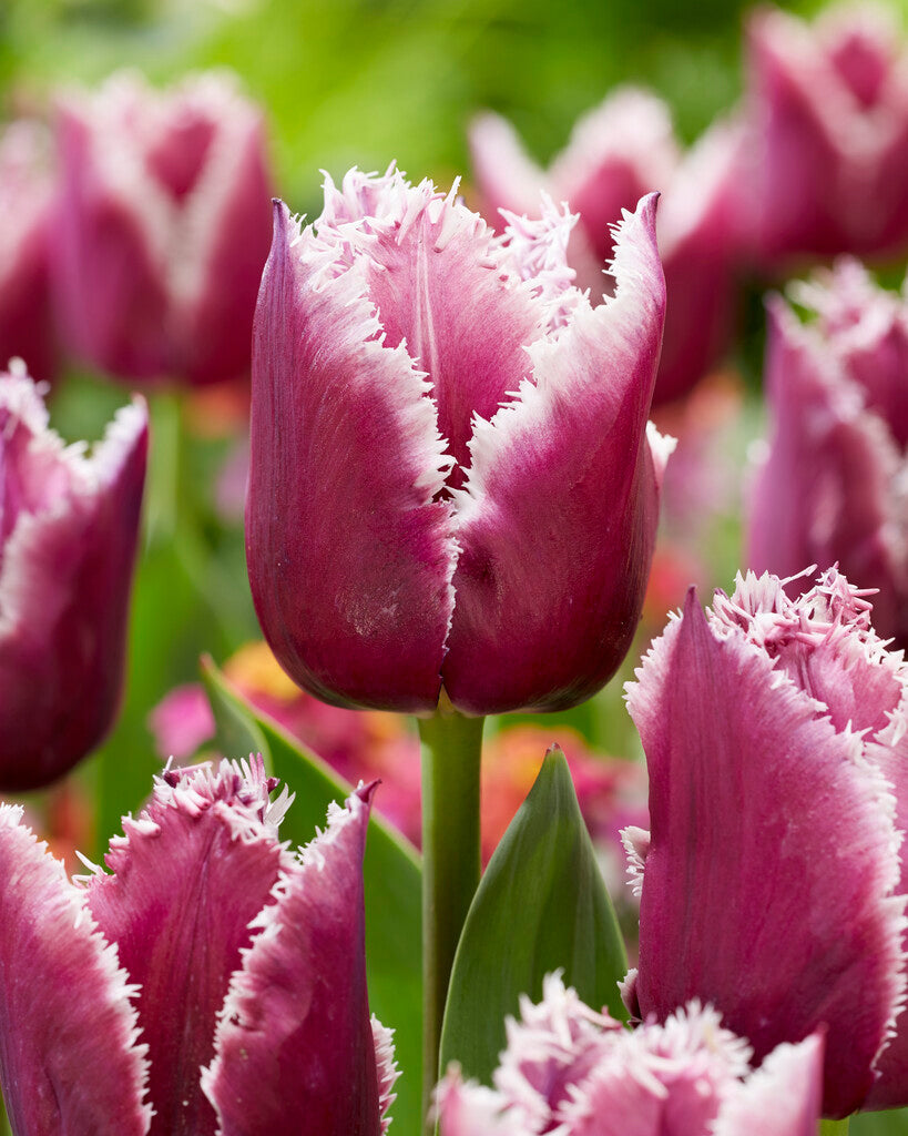Tulip 'San Martin'