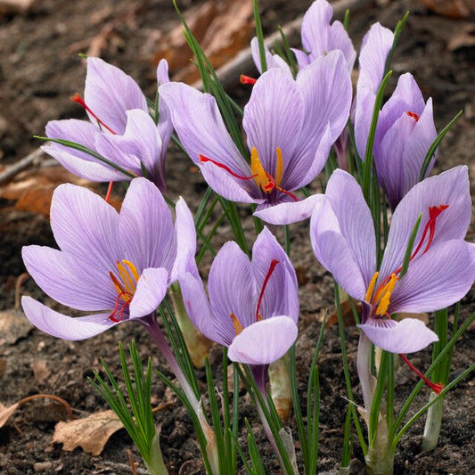 Saffron Autumn Crocus – fall-planted flower bulb