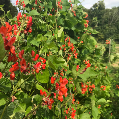 Scarlet Emperor Runner Bean vendor-unknown
