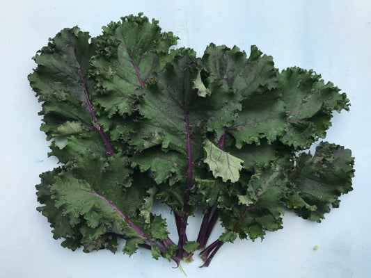 Scarlet Kale – vegetable seed variety