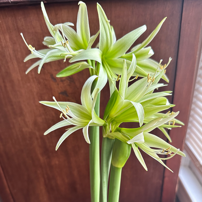 Cybister Amaryllis 'Evergreen'