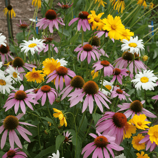 Shady Meadow Mix – flower seed variety