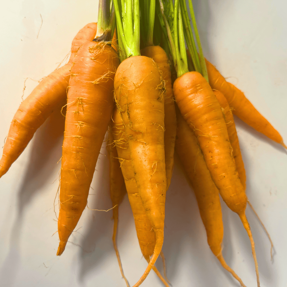Shin Kuroda Carrot