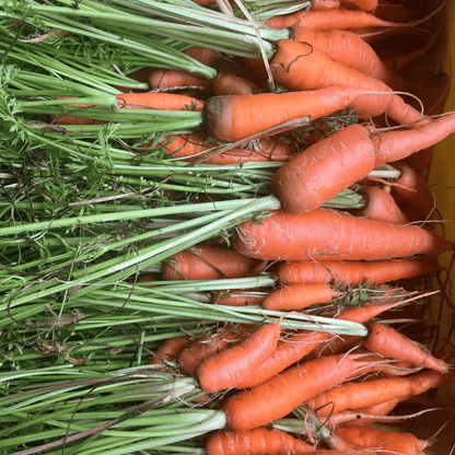 Shin Kuroda Carrot