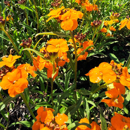 Siberian Wallflower