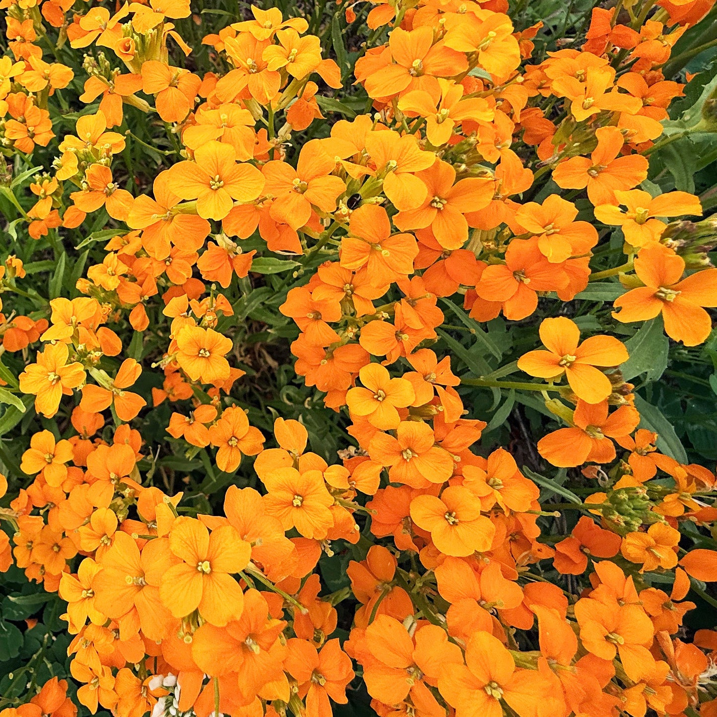 Siberian Wallflower