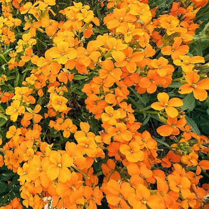Siberian Wallflower