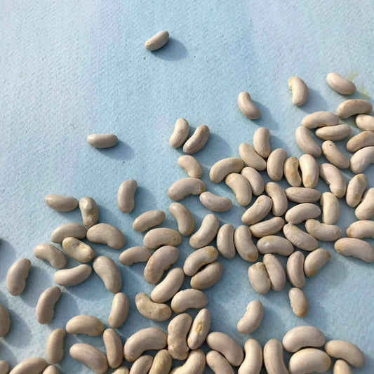 Silver Cloud Cannellini Bush Bean – vegetable seed variety