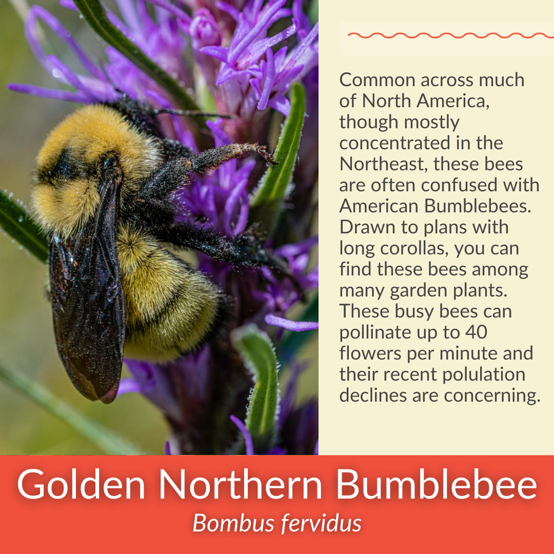 Spotted Bee Balm - PollinateHV Local Ecotype