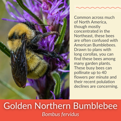 Spotted Beebalm - PollinateHV Local Ecotype Seedling