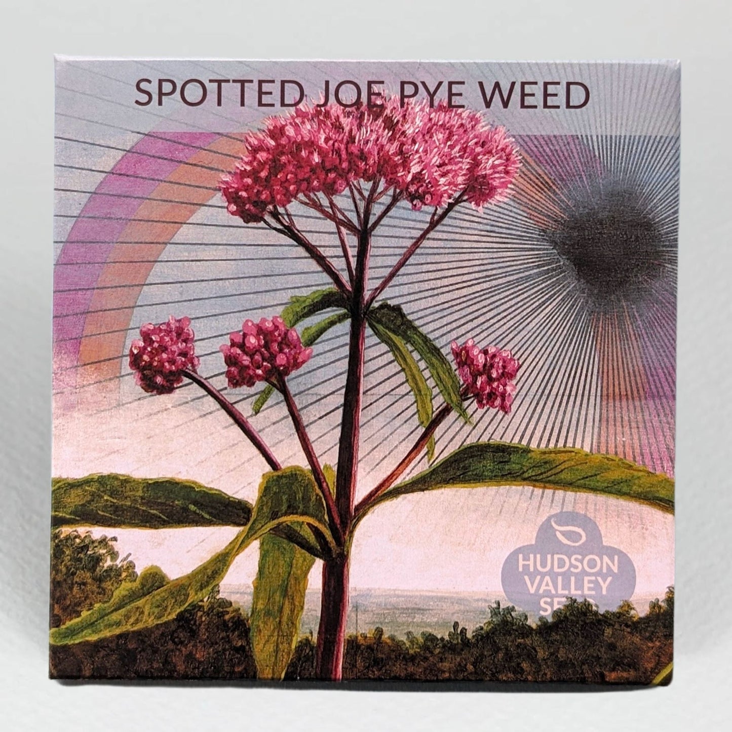 Joe Pye Weed (spotted) - PollinateHV Local Ecotype Seedling