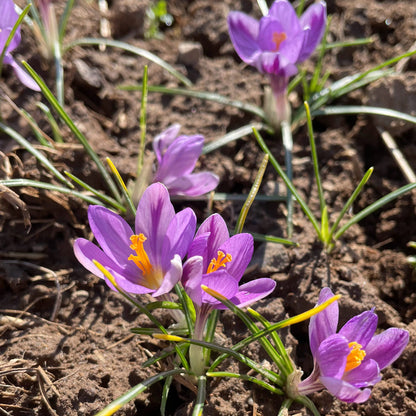 Crocus minimus 'Spring Beauty'