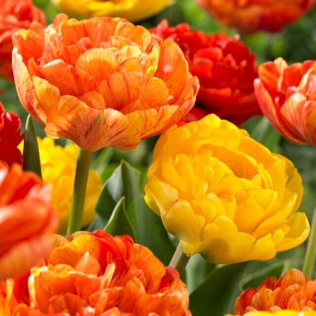 Tulip Double 'Spring Joy Mix'